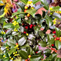 Падуб Мезерва Блю Мейд купить