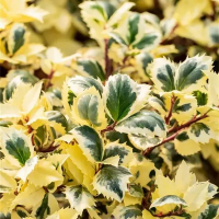 Падуб мезерва 