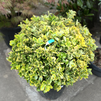 Бересклет японский Elegantissimus Aureus шар купить