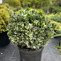 Бересклет японский Альбомаргинатус шар купить