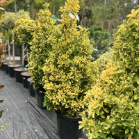 Бересклет японский Elegantissimus Aureus купить