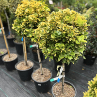 Бересклет японский Elegantissimus Aureus штамб купить