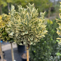 Бересклет японський Браво штамб купить