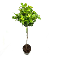 Лавровишня Laurocerasus Novita штамб купить