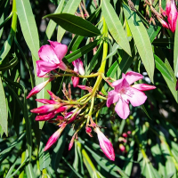 Олеандр ROSSO купить