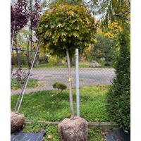 Клен шаровидный 180 купить