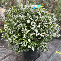 Падуб Мутчагара Нелли Стивенс шар купить