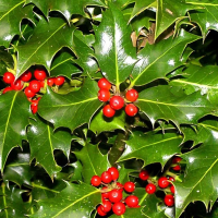 Падуб дуболистний купить