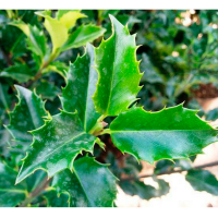 Падуб дуболистный купить