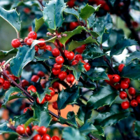 Падуб Мезерва Блю Янгол купить