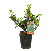 Падуб Мезерва Блю Янгол купить