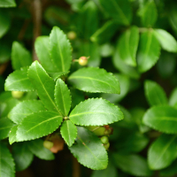 Бересклет японский Микрофиллуc купить