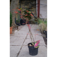 Клен дланевидный (горный) купить