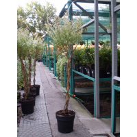 Ива Flamingo Stam купить