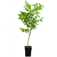 Горіх купить