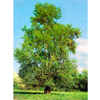 Тополь (Рopulus) купить