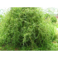 Верба Матсудана (Salix matsudan) купить