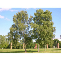 Береза (Betula pendula) купить