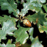 Дуб (Quercus robur L.) купить