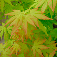 Клен Palmatum купить