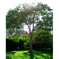 Павлівня 1 м купить