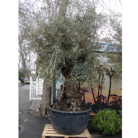 Олива купить