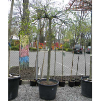 Граб обыкновенный Пендула купить