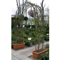 Граб звичайний (арка) купить