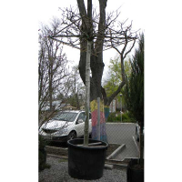 Платан клёнолистный купить