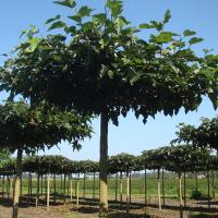 Шелковица  платанолистная 