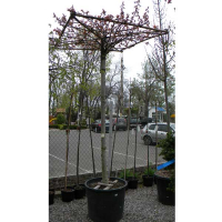 Сакура мелкопильчатая Канзан купить