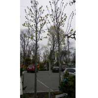 Липа гібридна 