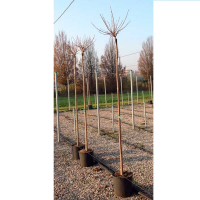 Катальпа бигнониевидная 