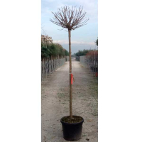 Катальпа обыкновенная бигнониевидная 