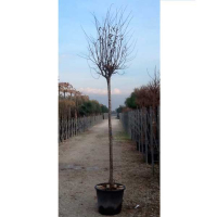 Слива растопыренная Писсарди купить