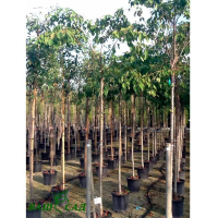 Сакура дрібнопильчаста 