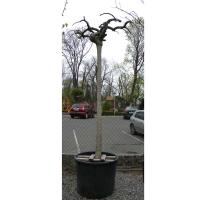 Софора японская плакучая купить