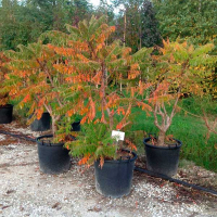 Сумах оленерогий (уксусный) 