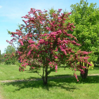 Боярышник средний Пауль Скарлет купить