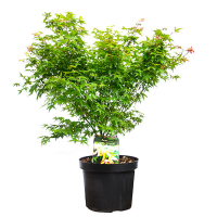 Клен довгастий віяловий Little Princess купить