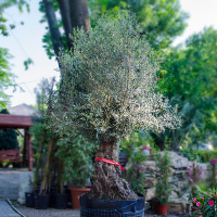 Бонсай Оліва європейська купить