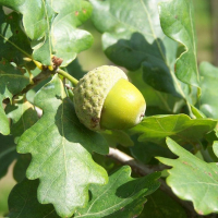 Дуб черешчатый Фастигиата Костер купить