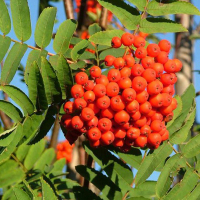 Рябина купить