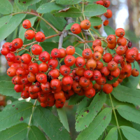 Рябина скандинавская купить