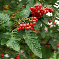 Рябина тюрингская Фастигиата купить