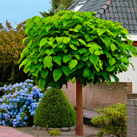 Катальпа купить