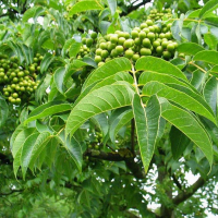 Бархат амурский (Феллодендрон амурский) купить