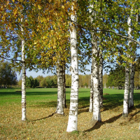 Береза, 2 м купить