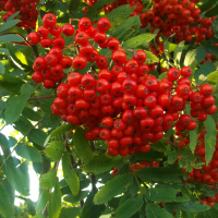 Рябина купить