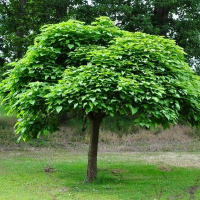 Катальпа бигнониевидная Нана купить